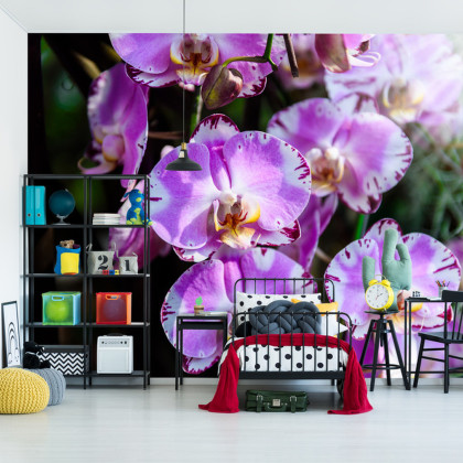 Fototapeta Piękne Orchidee