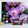 Fototapeta Piękne Orchidee