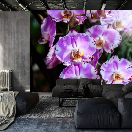 Fototapeta Piękne Orchidee
