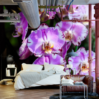 Fototapeta Piękne Orchidee