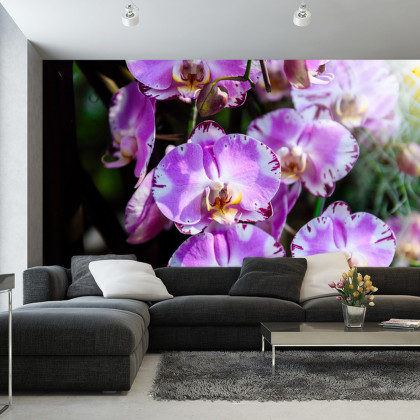 Fototapeta Piękne Orchidee