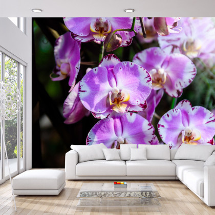Fototapeta Piękne Orchidee