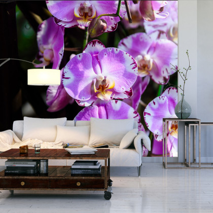 Fototapeta Piękne Orchidee