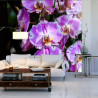 Fototapeta Piękne Orchidee