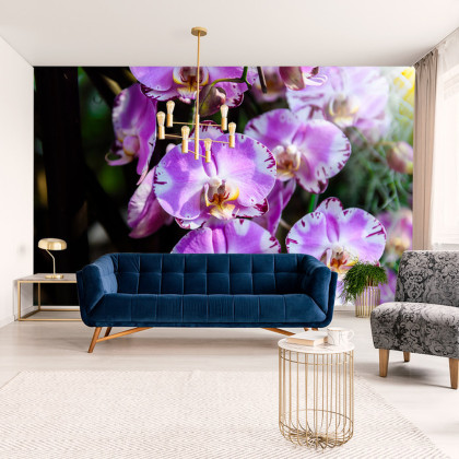 Fototapeta Piękne Orchidee