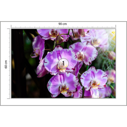 Fototapeta Piękne Orchidee