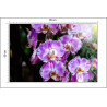 Fototapeta Piękne Orchidee