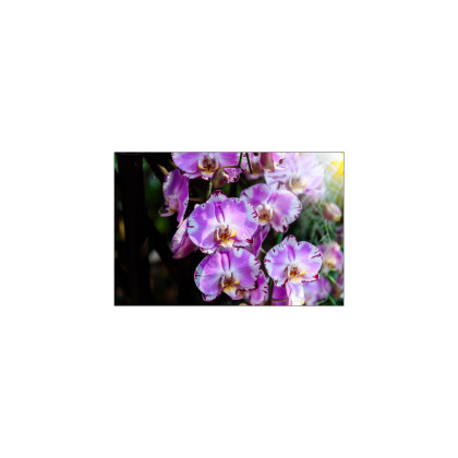 Fototapeta Piękne Orchidee