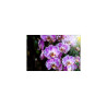 Fototapeta Piękne Orchidee