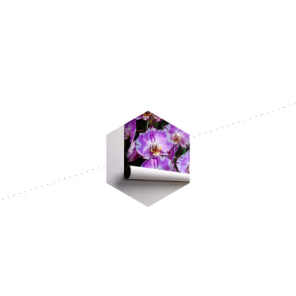 Fototapeta Piękne Orchidee