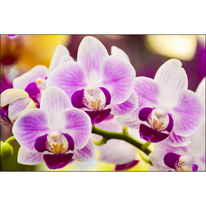 Fototapeta Tropikalna Orchidea