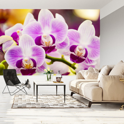 Fototapeta Tropikalna Orchidea