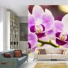 Fototapeta Tropikalna Orchidea