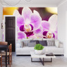 Fototapeta Tropikalna Orchidea