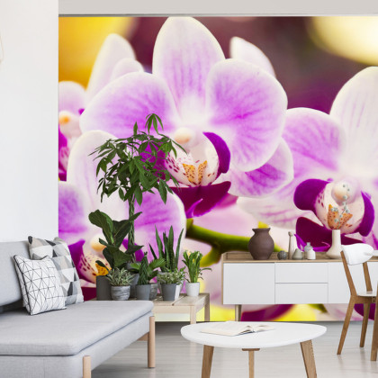Fototapeta Tropikalna Orchidea