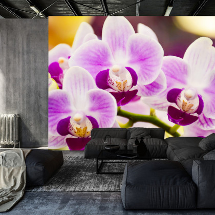 Fototapeta Tropikalna Orchidea