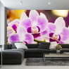 Fototapeta Tropikalna Orchidea