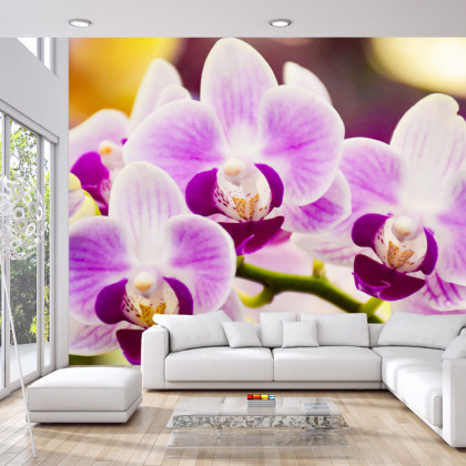 Fototapeta Tropikalna Orchidea