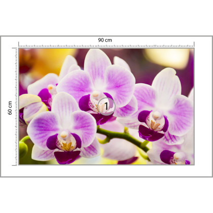 Fototapeta Tropikalna Orchidea