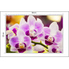 Fototapeta Tropikalna Orchidea