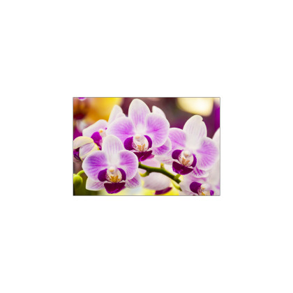Fototapeta Tropikalna Orchidea