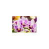 Fototapeta Tropikalna Orchidea