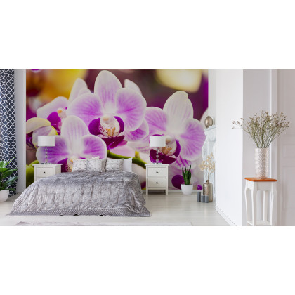Fototapeta Tropikalna Orchidea