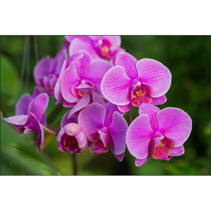 Fototapeta Kwiaty Orchidei 3D
