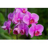 Fototapeta Kwiaty Orchidei 3D