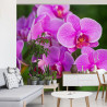 Fototapeta Kwiaty Orchidei 3D
