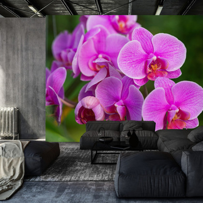 Fototapeta Kwiaty Orchidei 3D