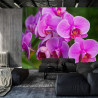 Fototapeta Kwiaty Orchidei 3D