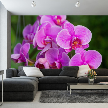 Fototapeta Kwiaty Orchidei 3D