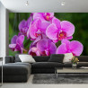 Fototapeta Kwiaty Orchidei 3D