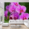Fototapeta Kwiaty Orchidei 3D