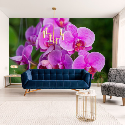 Fototapeta Kwiaty Orchidei 3D