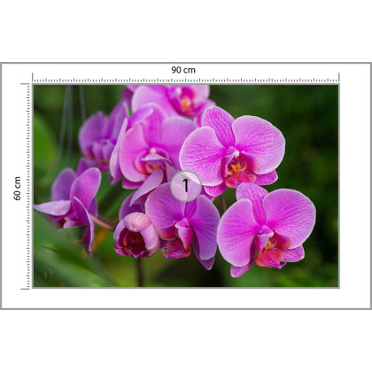 Fototapeta Kwiaty Orchidei 3D