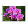 Fototapeta Kwiaty Orchidei 3D