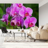 Fototapeta Kwiaty Orchidei 3D