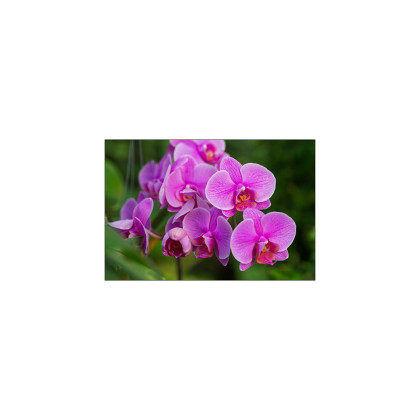 Fototapeta Kwiaty Orchidei 3D