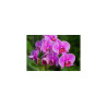 Fototapeta Kwiaty Orchidei 3D