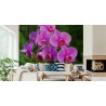 Fototapeta Kwiaty Orchidei 3D