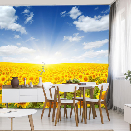 Fototapeta Pole Kwitnących Słoneczników