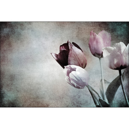 Fototapeta Tulipany W Stylu Vintage