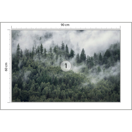 Fototapeta Las W Porannej Mgle
