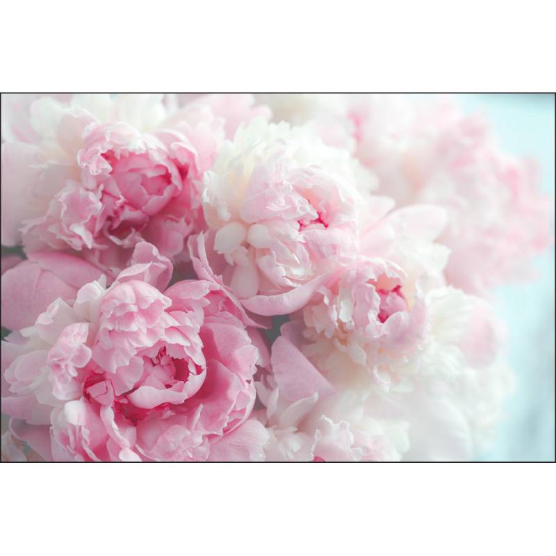 Fototapeta Kwitnące Peonie
