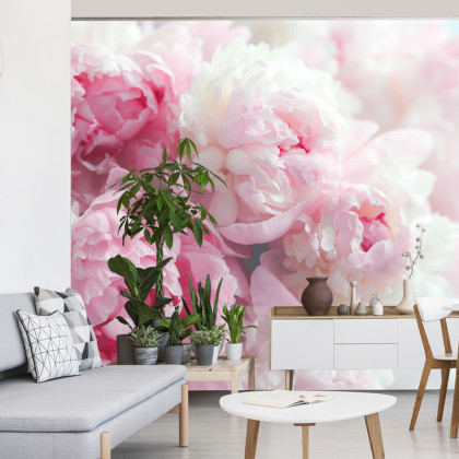 Fototapeta Kwitnące Peonie