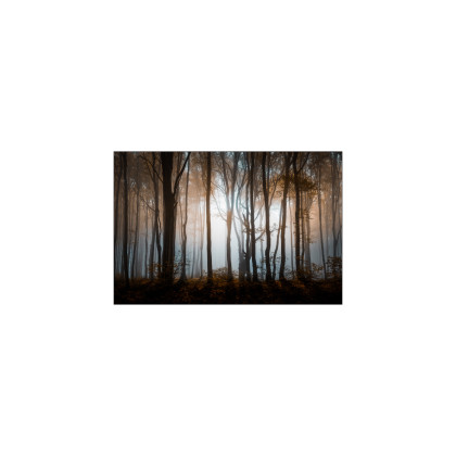 Fototapeta Las Drzewa