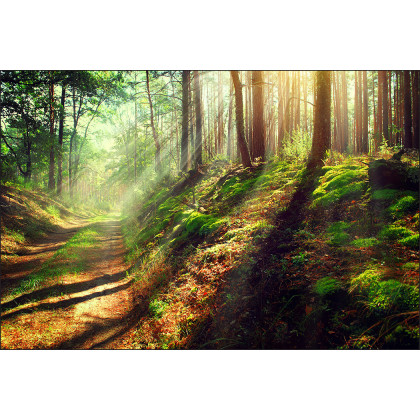 Fototapeta Las Natura