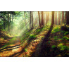 Fototapeta Las Natura